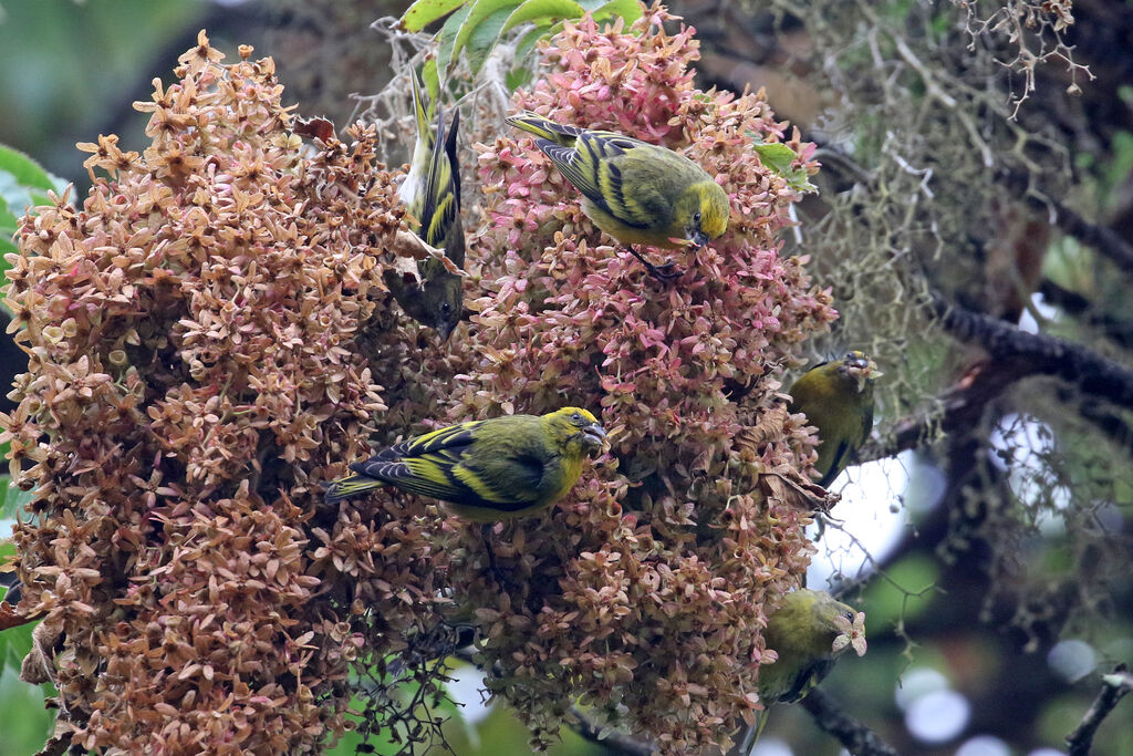 Serin à calotte jaune