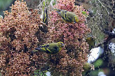 Serin à calotte jaune