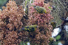 Serin à calotte jaune