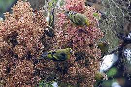 Yellow-crowned Canary