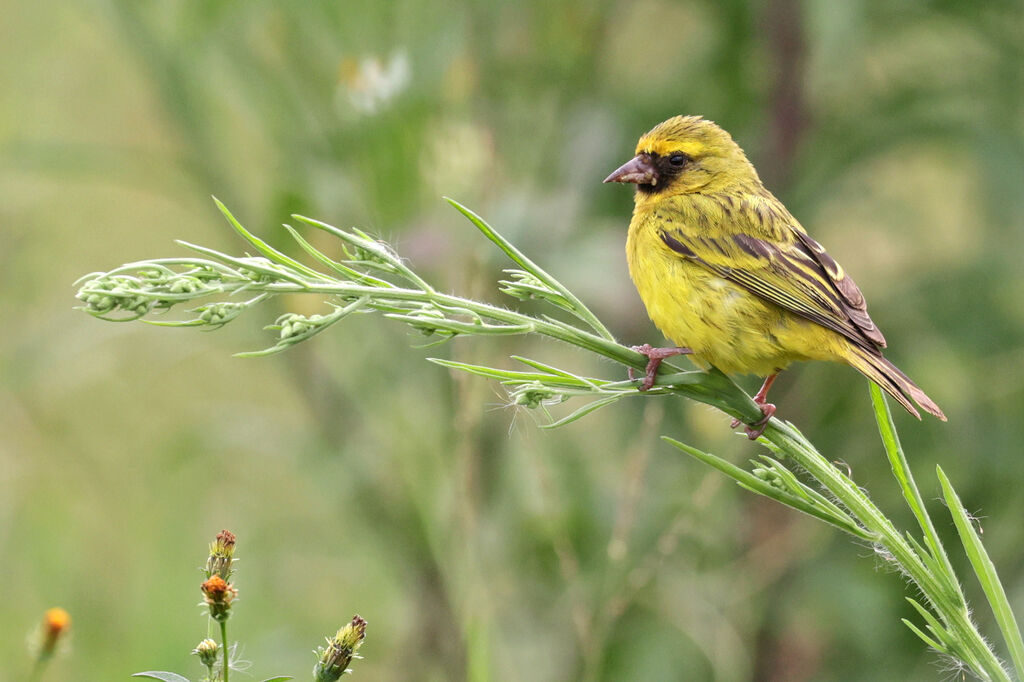 Serin à diadème mâle adulte