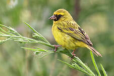 Serin à diadème