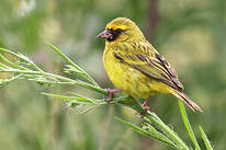 Serin à diadème