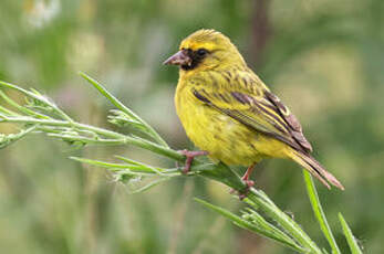 Serin à diadème