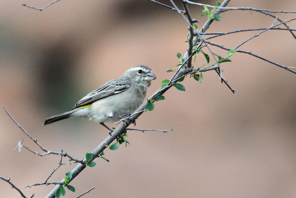 White-throated Canary