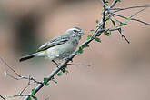 Serin à gorge blanche