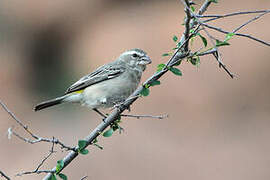 White-throated Canary