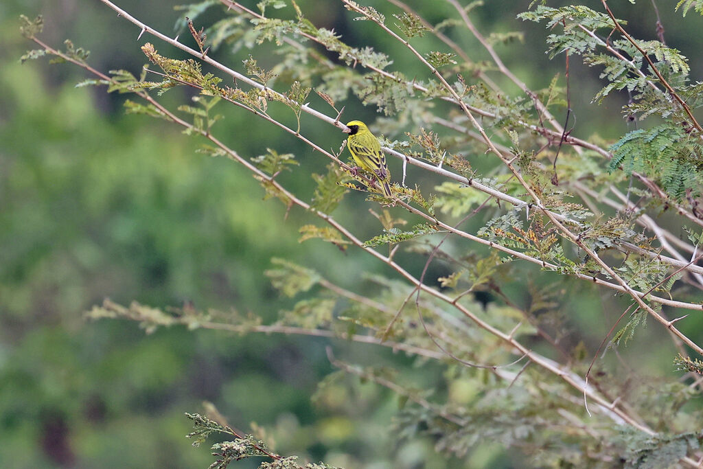 Serin à masque noir mâle adulte