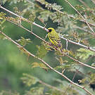 Serin à masque noir