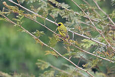 Serin à masque noir