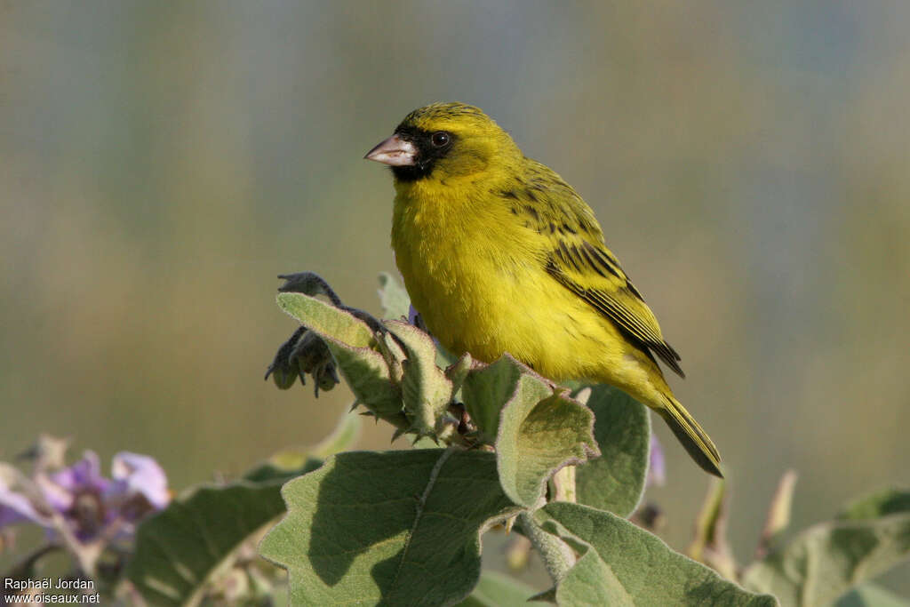 African Citril male adult, identification