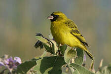 Serin d'Abyssinie