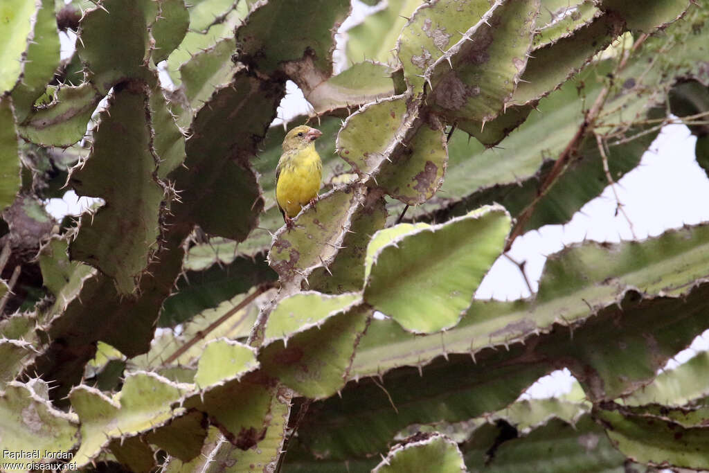 Southern Grosbeak-Canaryadult, identification