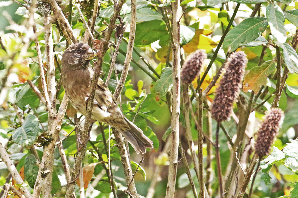 Thick-billed Seedeateradult