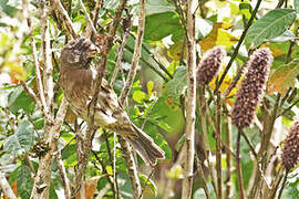 Thick-billed Seedeater