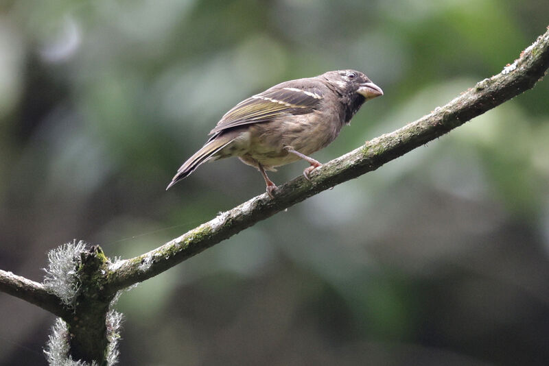 Thick-billed Seedeater