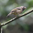 Serin de Burton