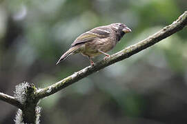 Thick-billed Seedeater