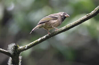 Serin de Burton