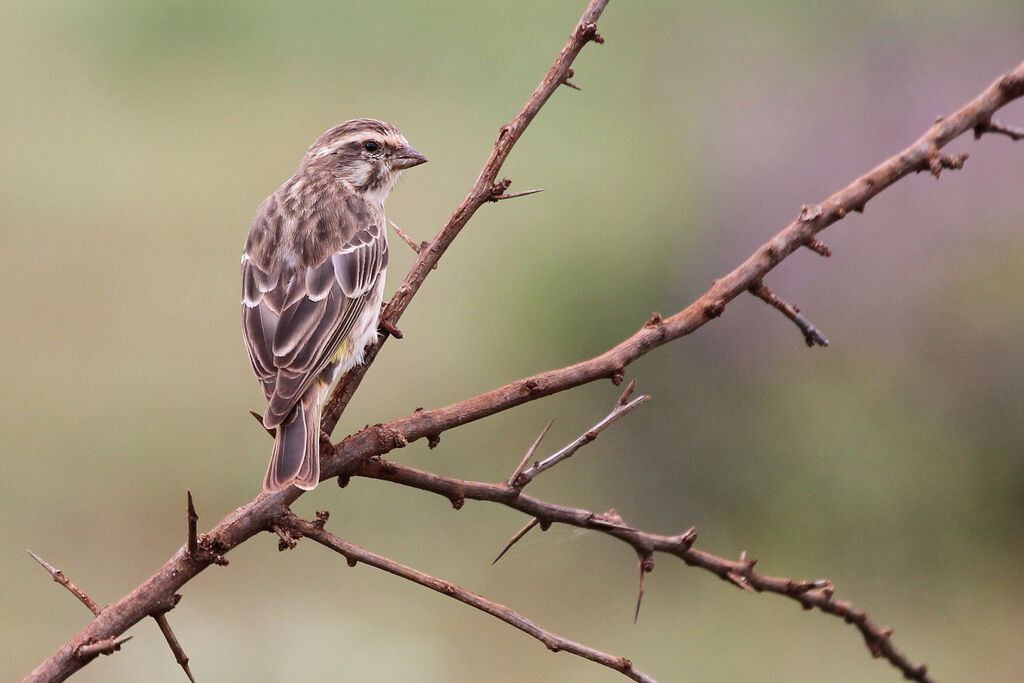 Serin de Reichenow