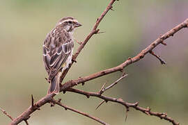 Reichenow's Seedeater