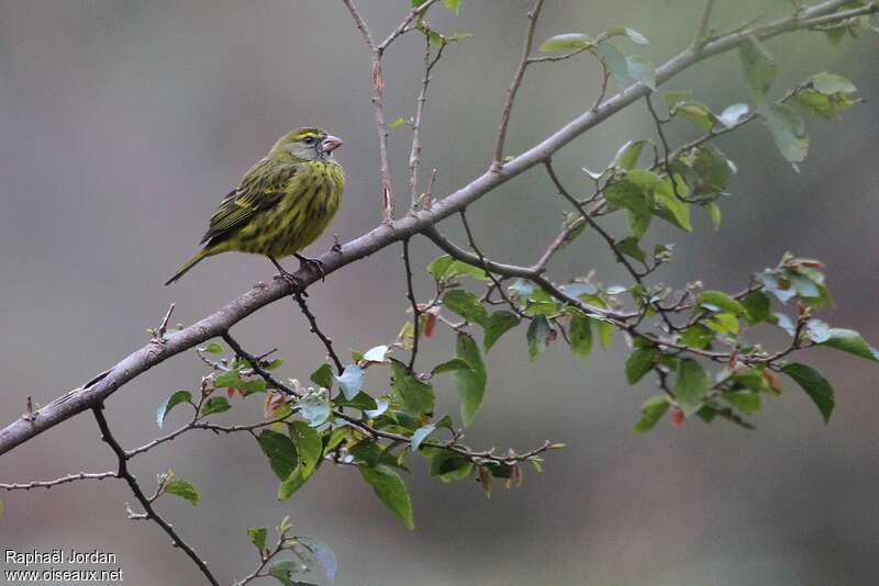 Forest Canaryadult
