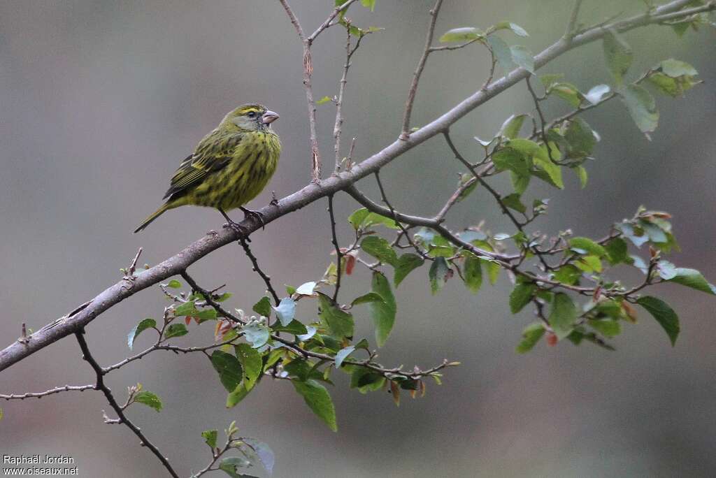 Serin forestieradulte