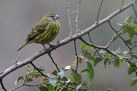 Forest Canary