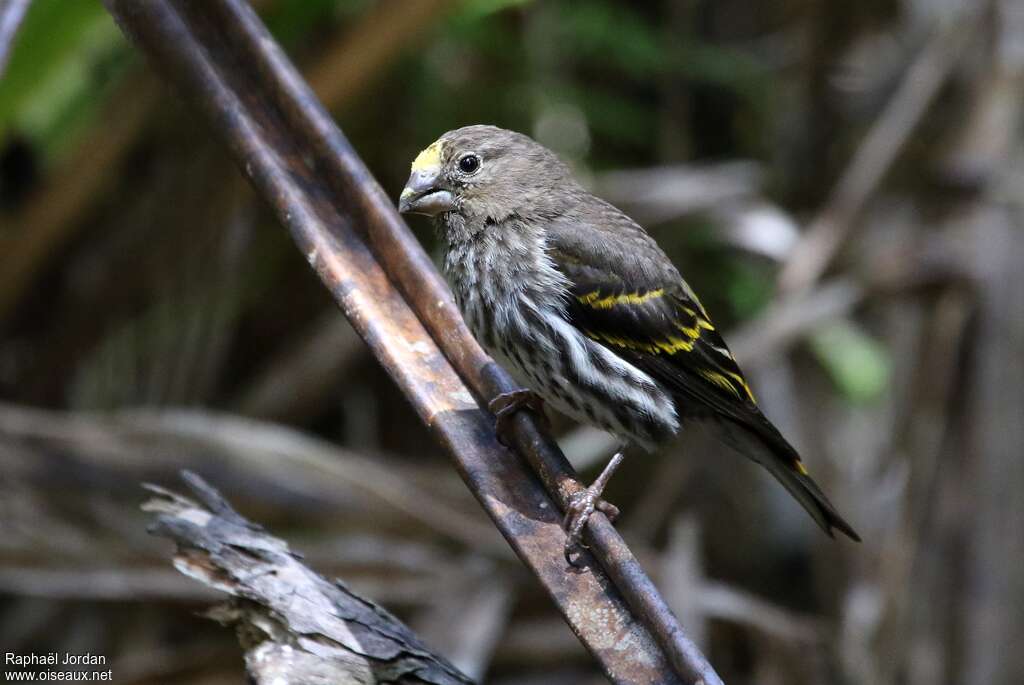 Indonesian Serin male adult, identification