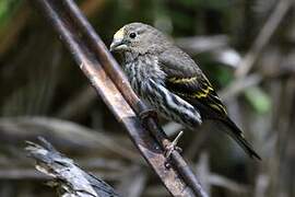 Mountain Serin