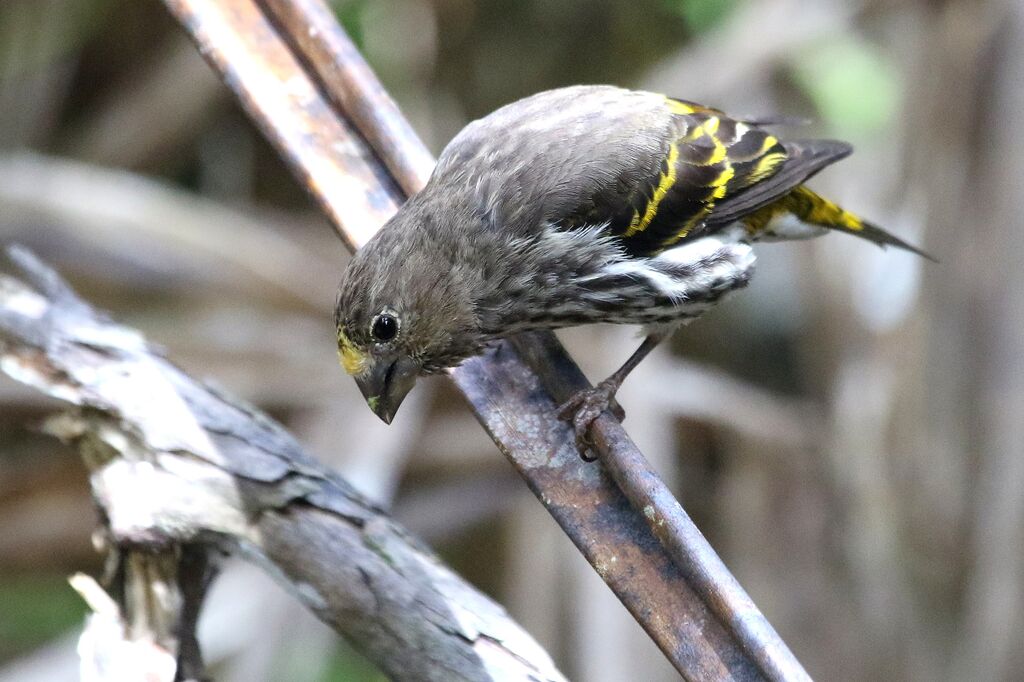 Mountain Serin male adult