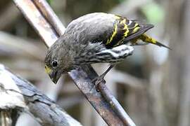 Indonesian Serin