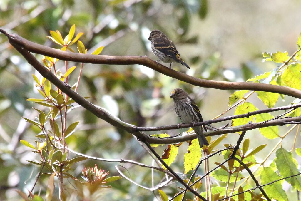 Serin malaisadulte