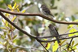 Mountain Serin