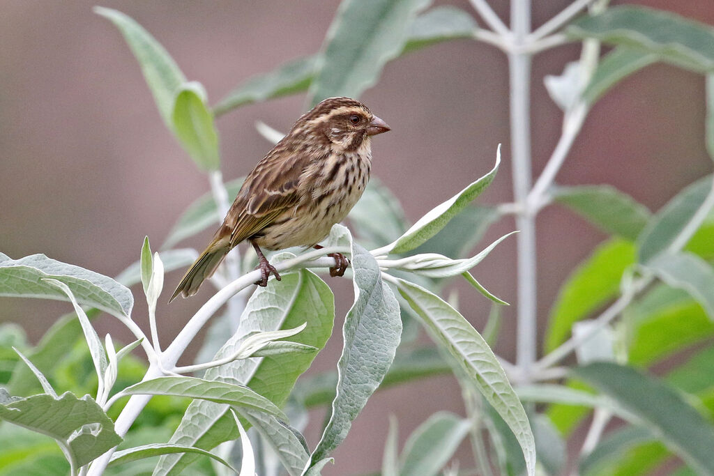 Serin striéadulte