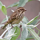 Serin strié