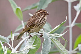 Serin strié