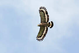 Crested Serpent Eagle