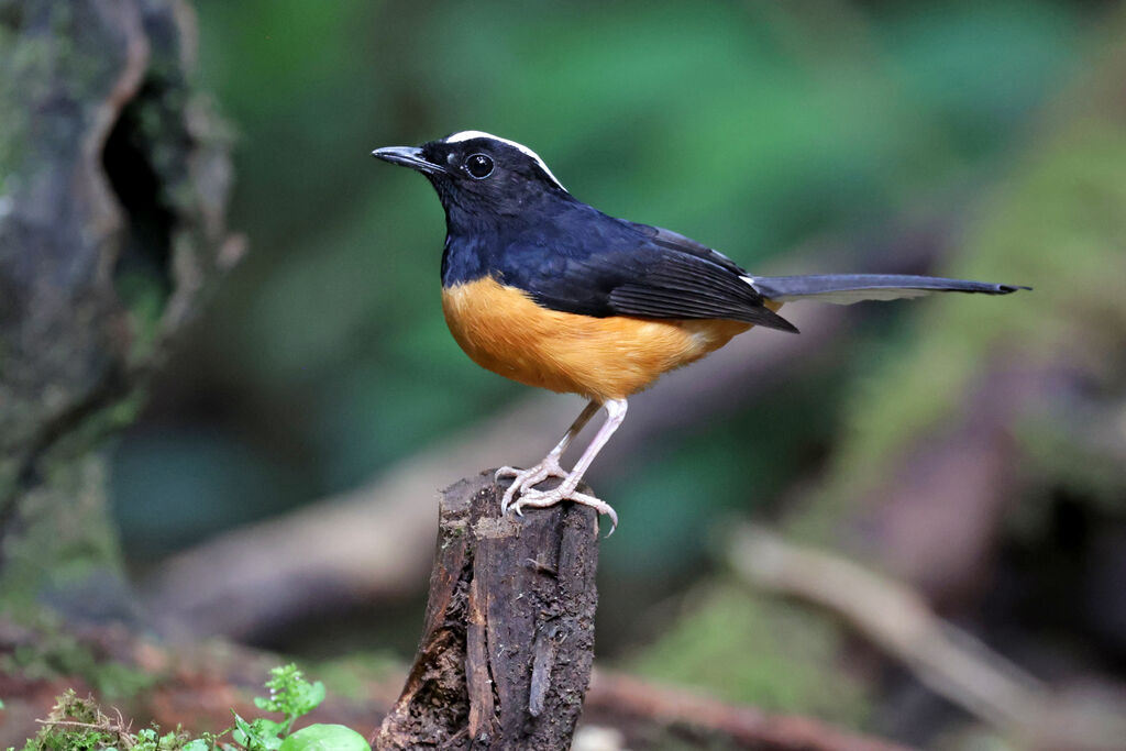 White-crowned Shama