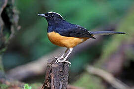 White-crowned Shama