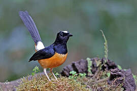 White-crowned Shama