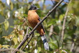 Rufous Sibia