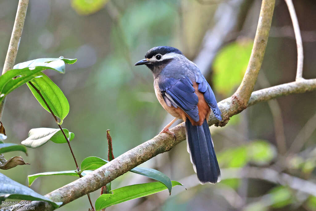 White-eared Sibia