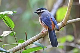 White-eared Sibia