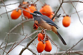 White-eared Sibia