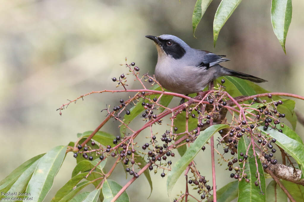 Beautiful Sibiaadult breeding, identification