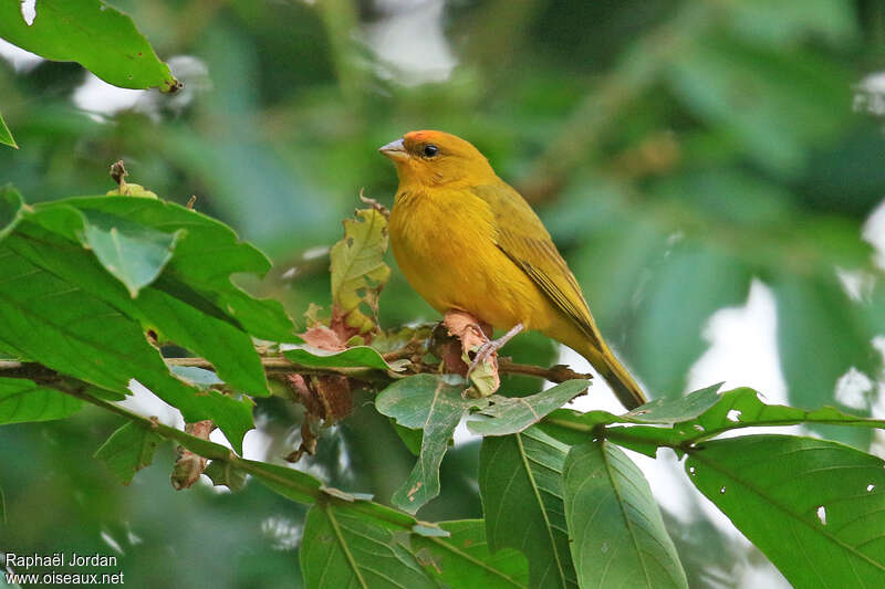 Orange-fronted Yellow Finch male adult breeding, identification