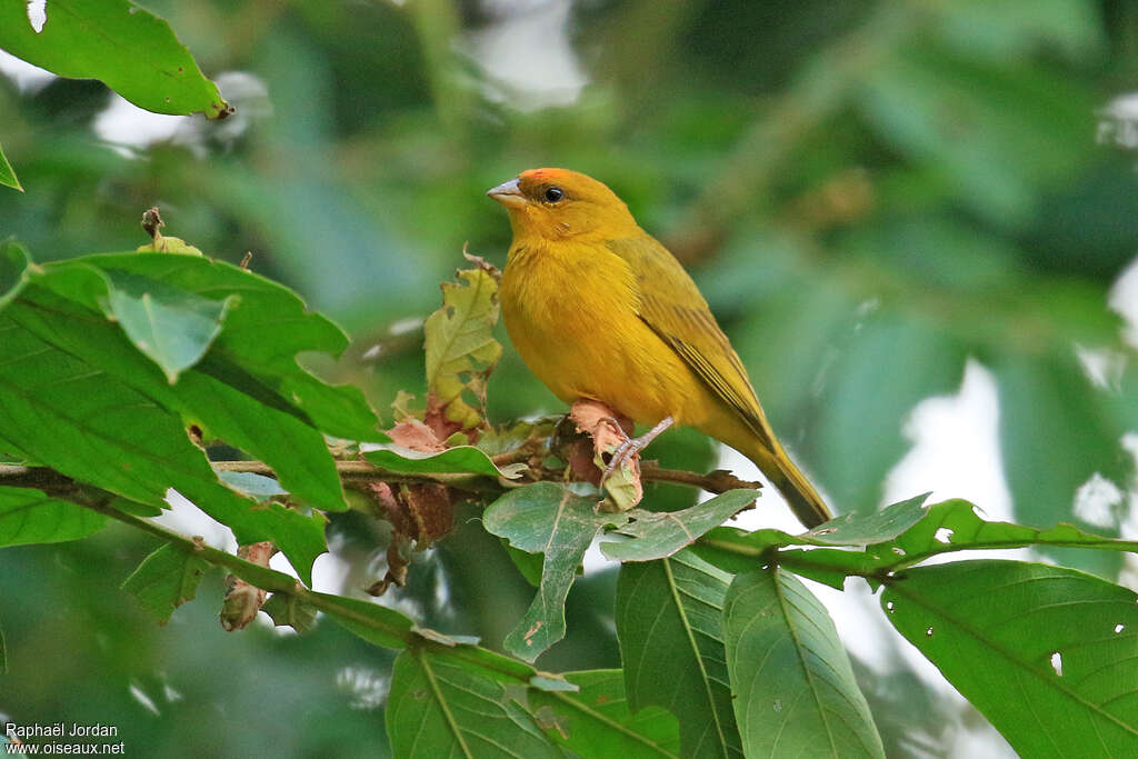 Orange-fronted Yellow Finch male adult breeding, identification