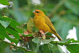 Orange-fronted Yellow Finch