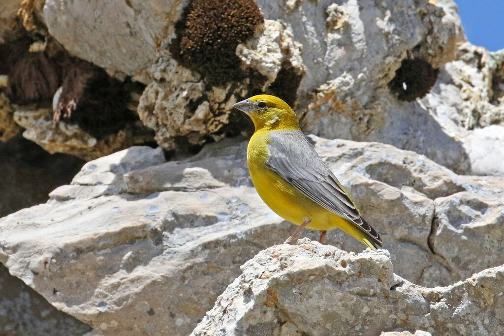 Sicale à croupion jaune mâle adulte